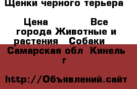 Щенки черного терьера › Цена ­ 35 000 - Все города Животные и растения » Собаки   . Самарская обл.,Кинель г.